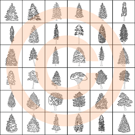 Coniferous Trees - B&W
