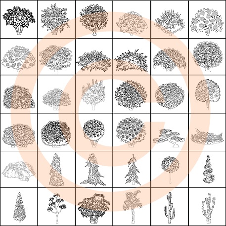 Ornamental Shrubs - B&W