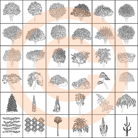 Ornamental Trees - B&W